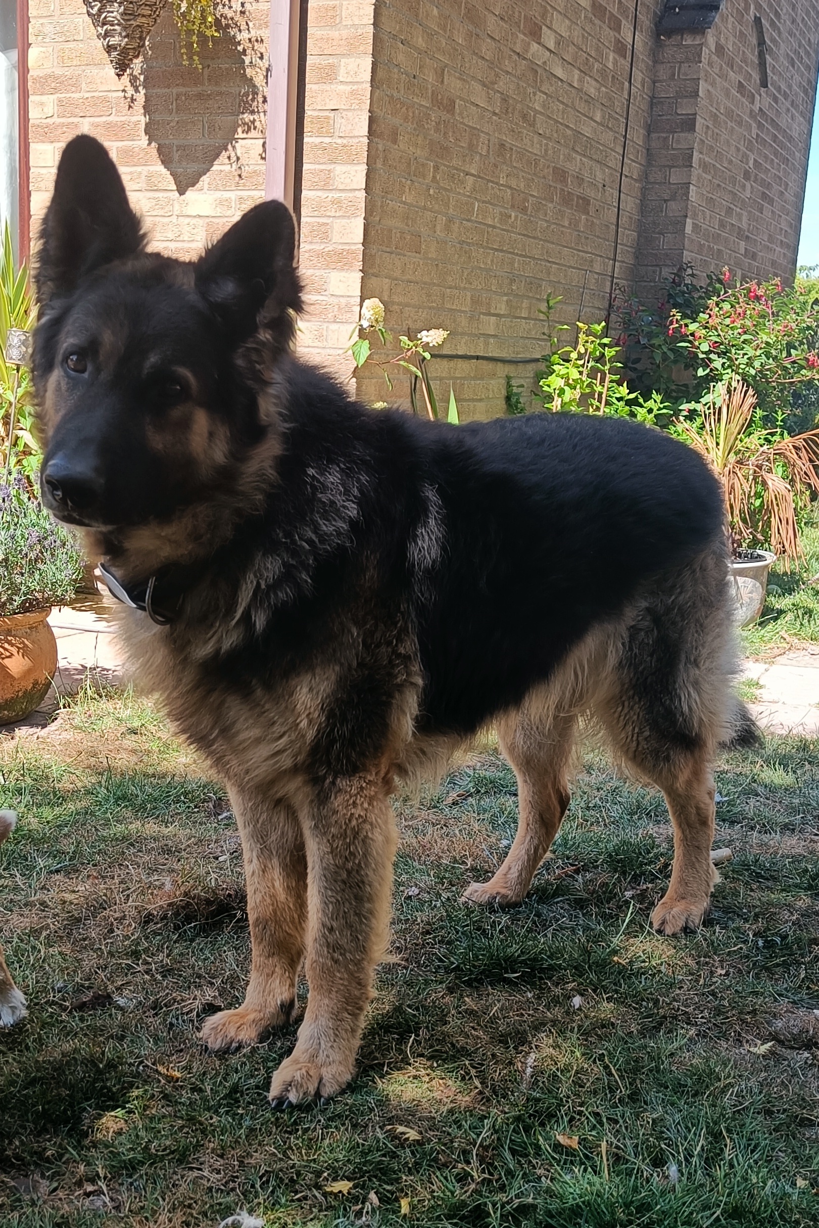Rocco  – Cambridgeshire